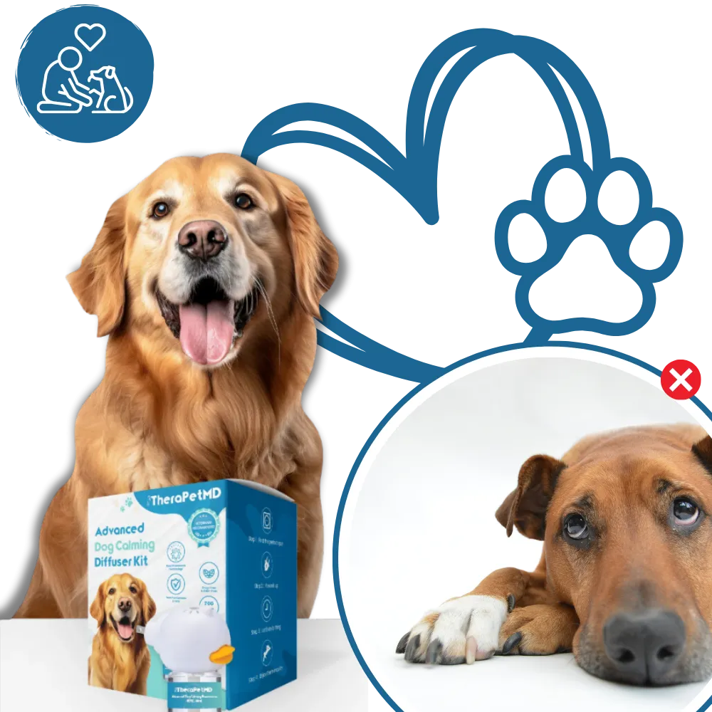 Anxiety Relief For Pets
