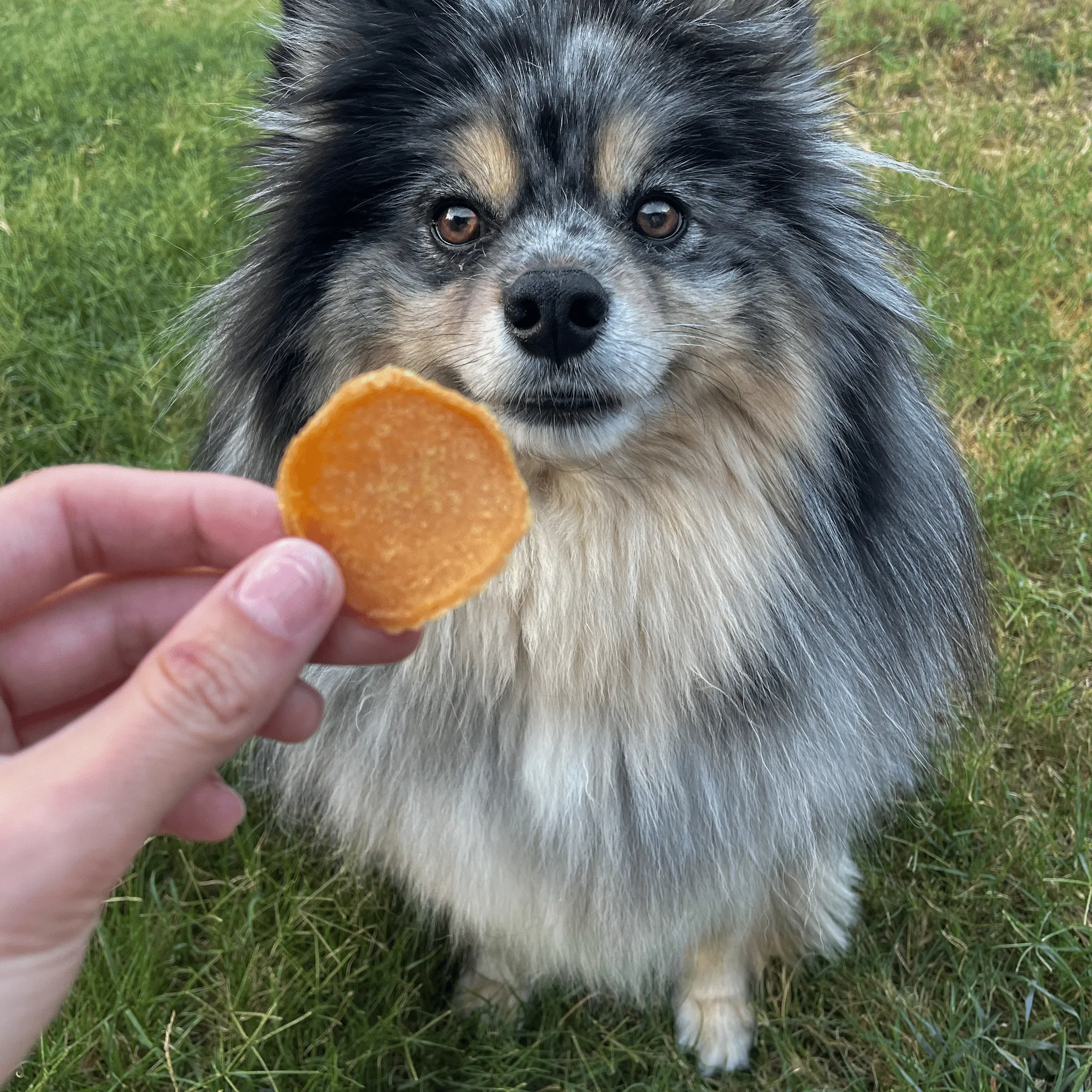 Chicago Chicken Chips for Dogs – All-Natural, High-Protein Dog Treats Made in the USA