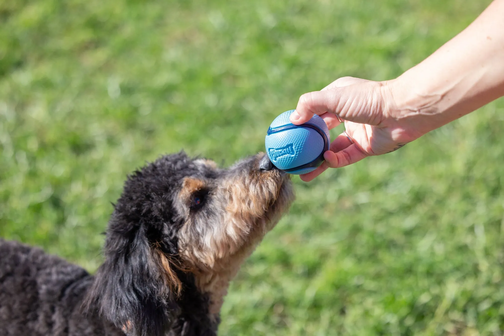 Chuckit Sniff Ball 4 Pack