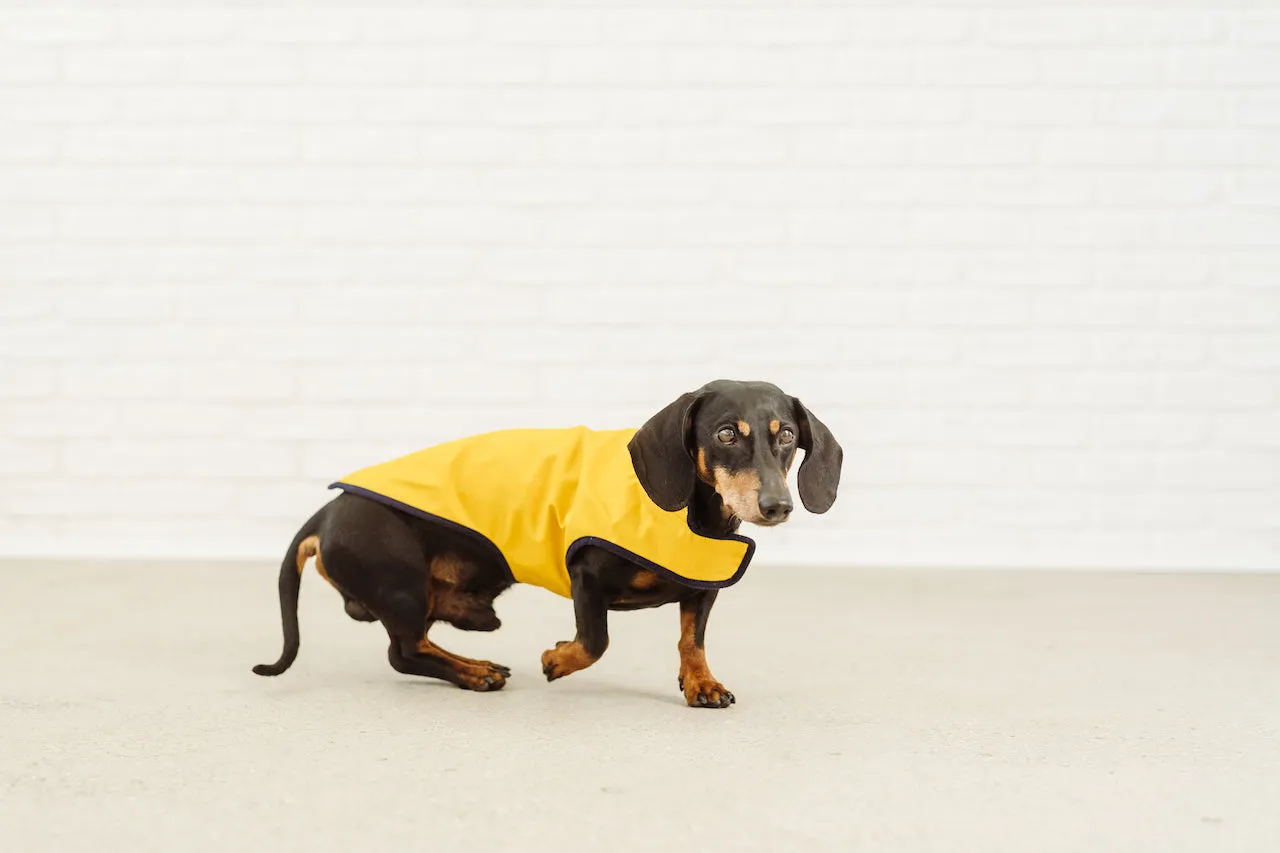Dachshund yellow raincoat VanGogh