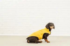 Dachshund yellow raincoat VanGogh