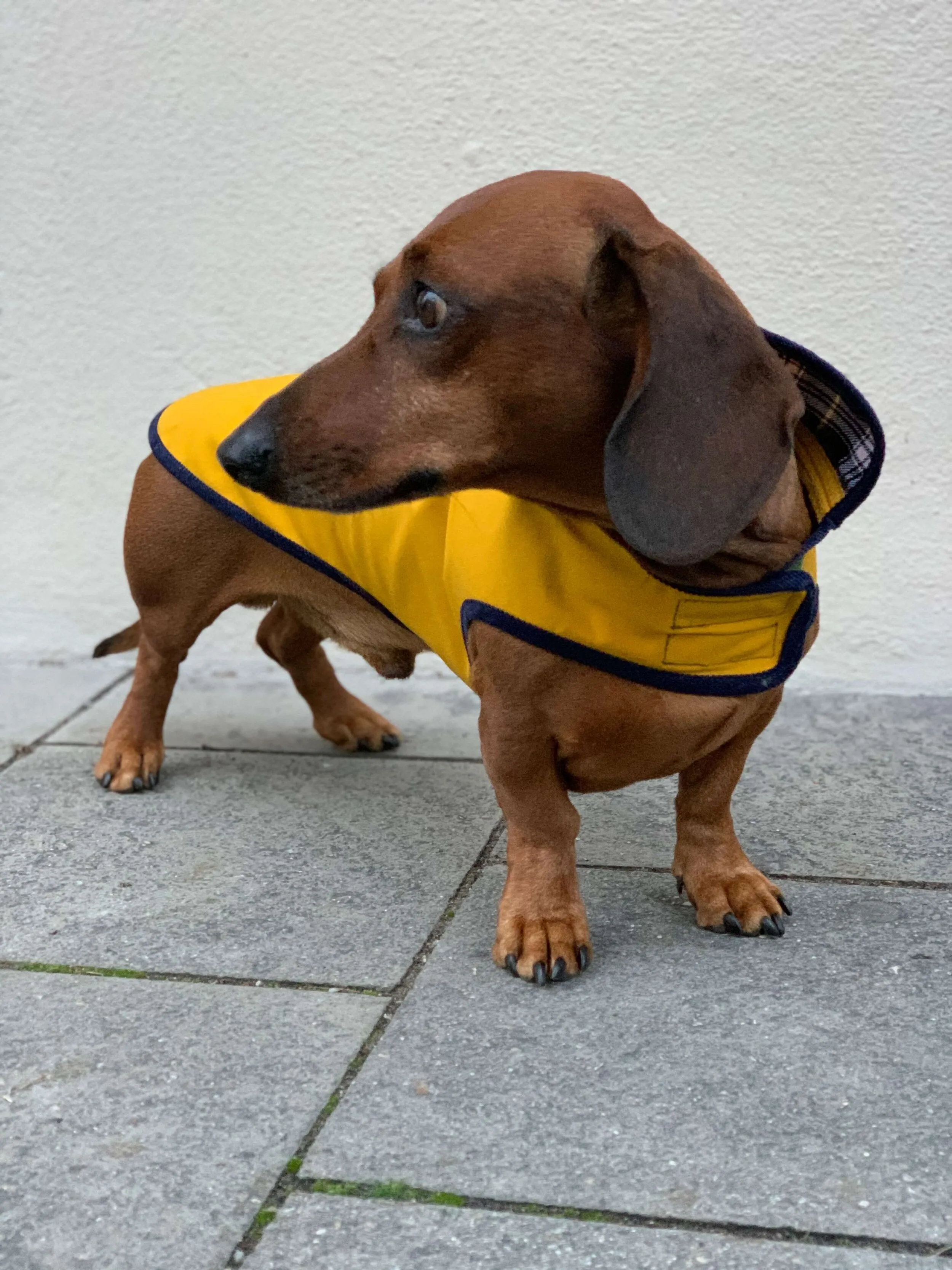 Dachshund yellow raincoat VanGogh