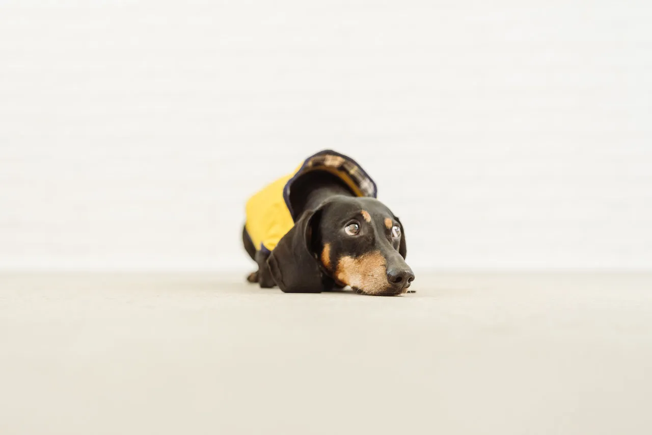 Dachshund yellow raincoat VanGogh