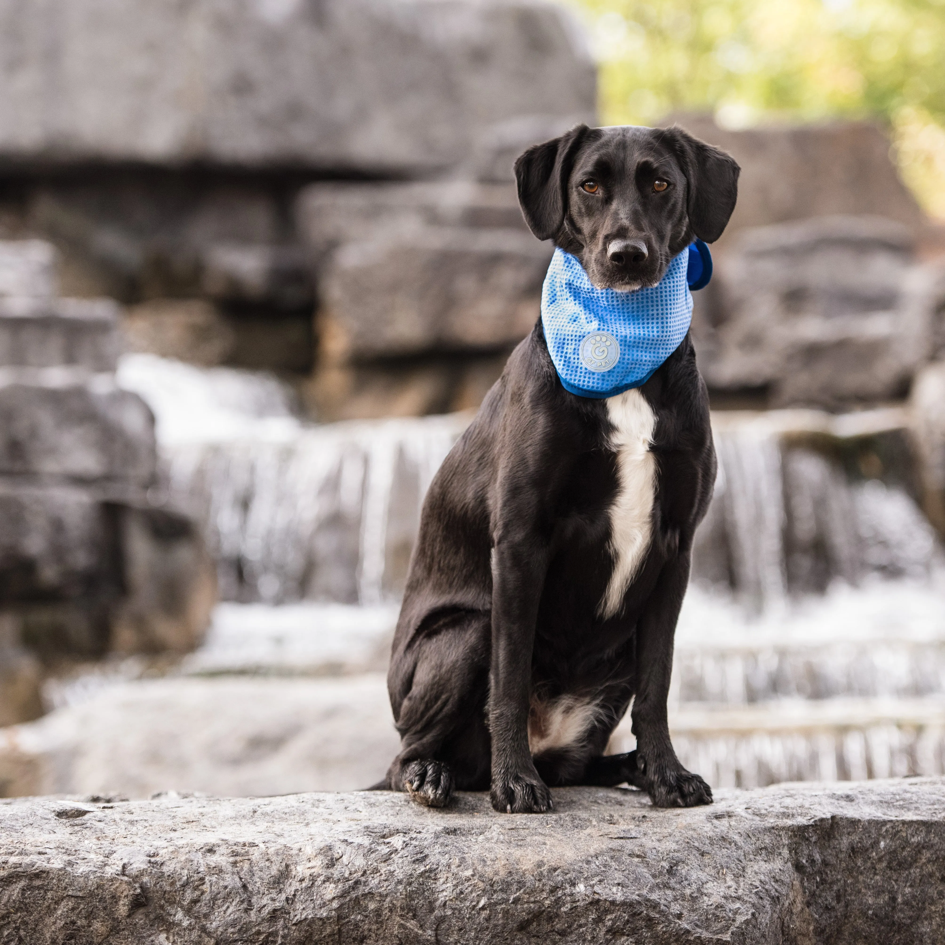 ICE BAND Blue  Dog Cooling Bandana – Instant Cooling Relief for Hot Weather