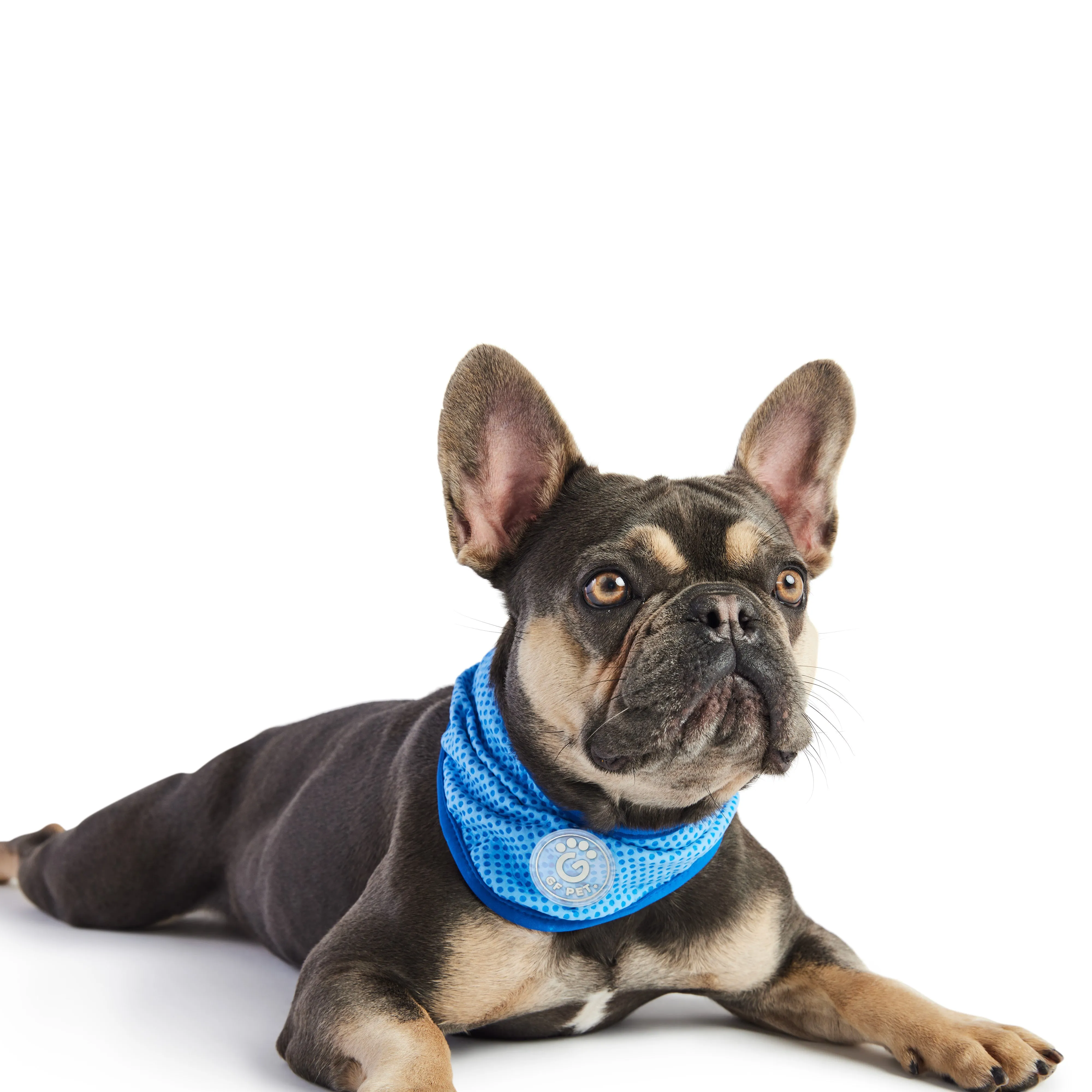 ICE BAND Blue  Dog Cooling Bandana – Instant Cooling Relief for Hot Weather